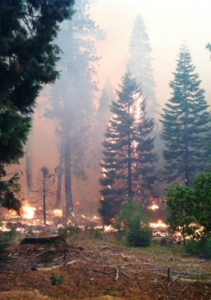 Photo of trees burning on Long Hay Flat Road in Viola Sunday Afternoon