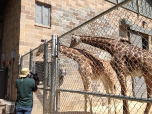 Master Photojournalist Rob Allingham gets up close and personal with the giraffes.