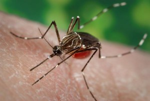 mosquito stock photo