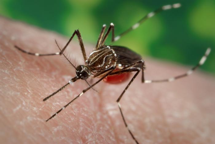Fighting Mosquitoes and Protecting your Family from Mosquito-Transmitted Diseases