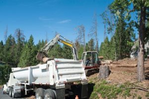 Cal O E S and other agencies commence tree removal project
