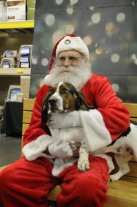 Basset hound Opal sits on Santa's lap