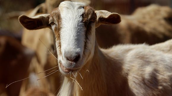 Defensible Space, Mutual Aid and Goats – They All Play an Important Role in Protecting Your Home from Wildfire