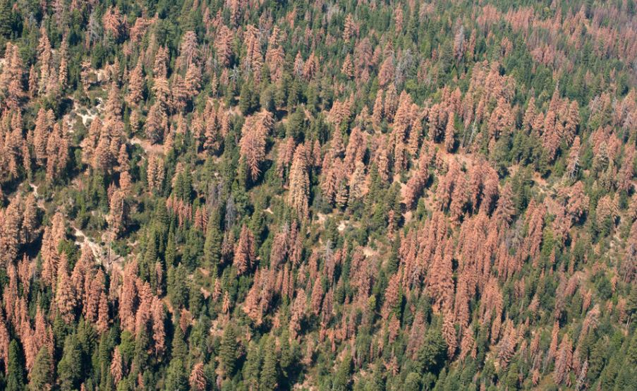 The Number Of Dead Trees In California Will Shock You