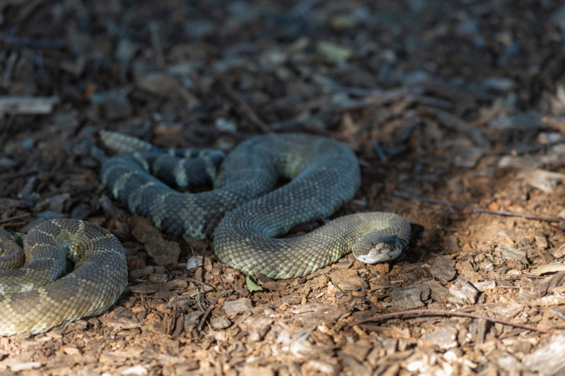 Podcast #47: Rattlesnake Encounters and How to Avoid Them: We’re Hands-on for Your Sssafety!