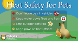Protect Your Furry Friends from the Summer Heat