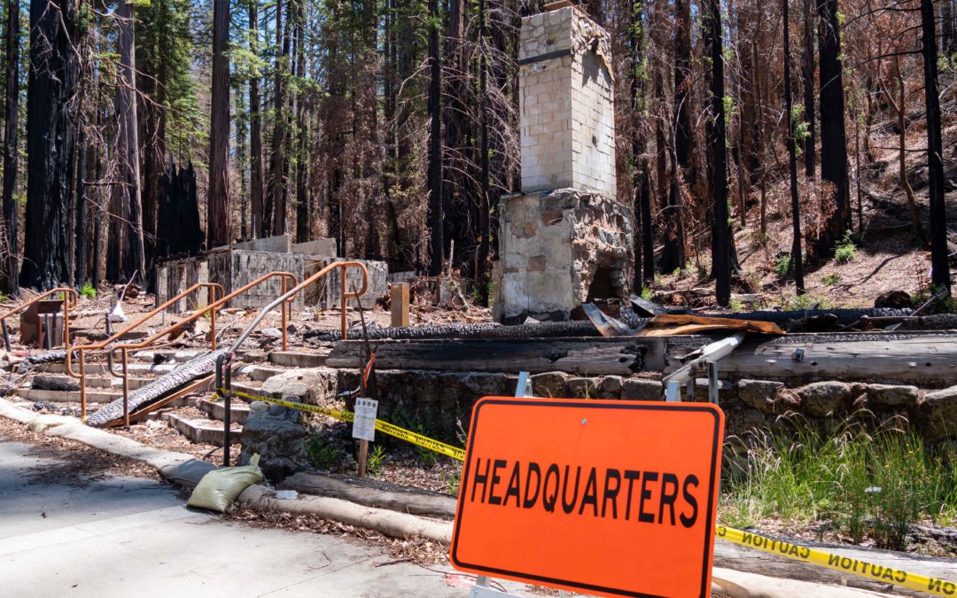 Recovery in Action at Big Basin Redwoods One Year after CZU Complex Fire Burns Park