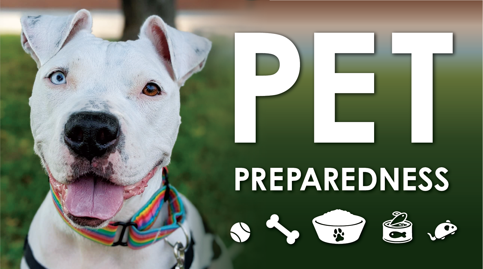 National Train Your Dog Month: Prep Your Pup For An Emergency