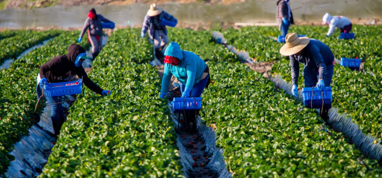 RECOMENDACIONES PARA CAMPESINOS DURANTE OLAS DE CALOR Y CONTAMINACIÓN DEL AIRE: