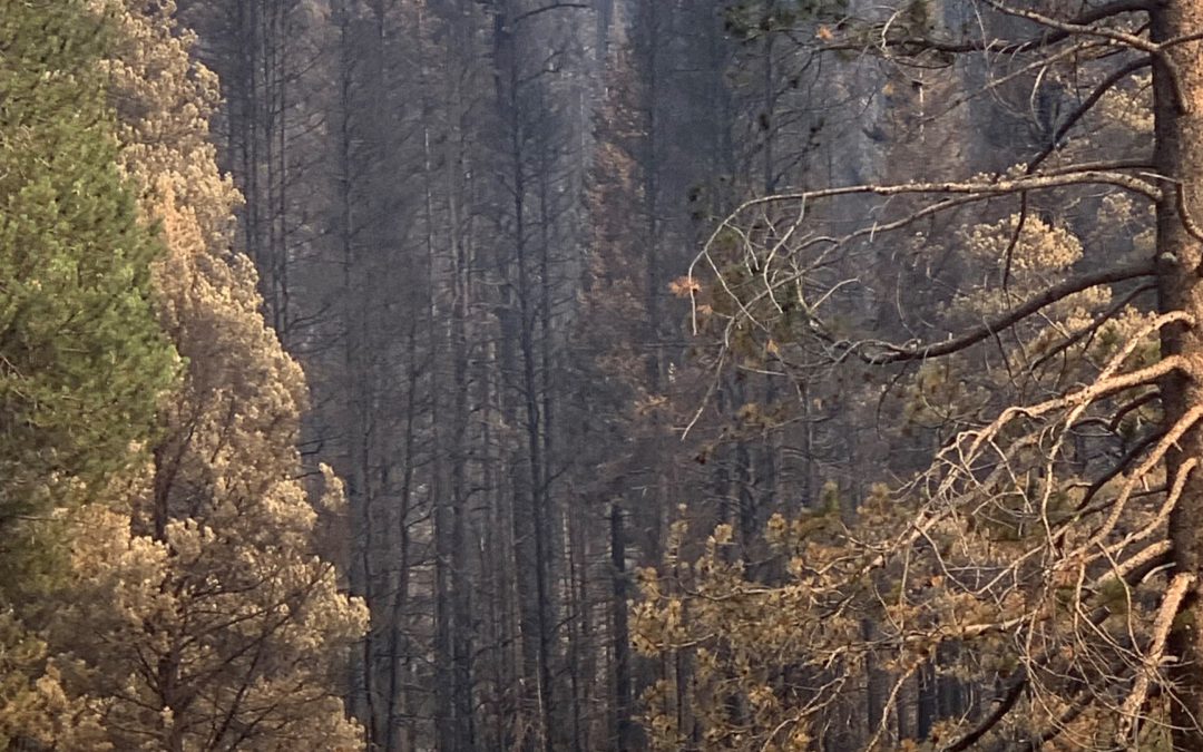 Asistencia para empleados estatales afectados por incendios.