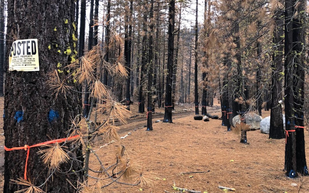 State Begins Working on Hazard Trees from the 2021 Wildfires