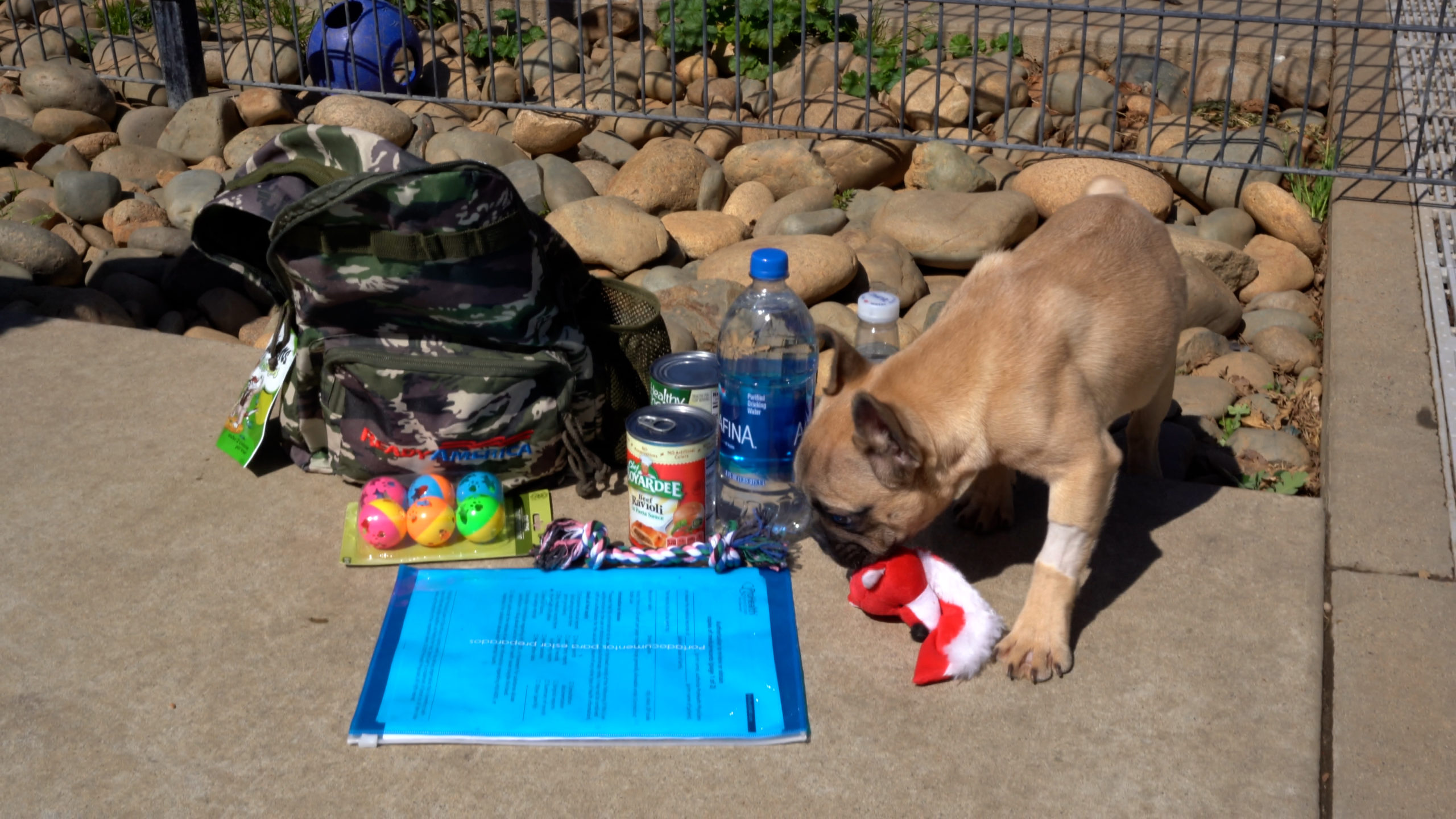 dog with canned food, papers, dog toys, water bottle, backpack and cat treats