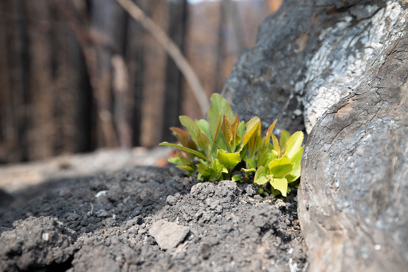 A micro image of ash on the ground and green plants growing through the ahs