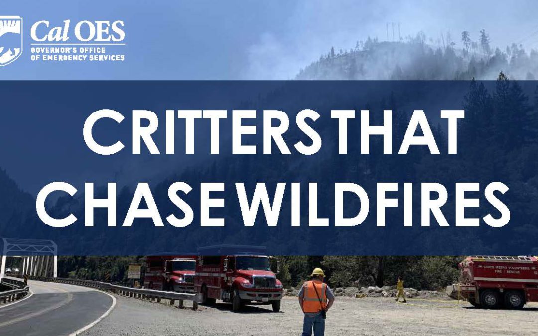 Environmental Benefits to Forests and the Critters that Chase Wildfires