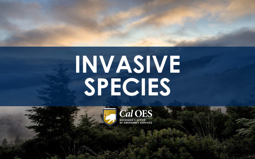 Invasive Species Surge as a Result of Winter/ Spring Storms