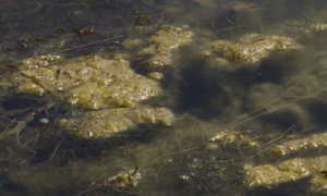 dark green algae floating in murky, dark water.