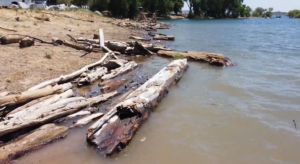 pile of tree branches and woody debris on a lake shore