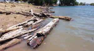 Pile of branches and wood scraps on the shore of a lake