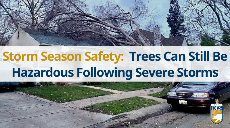 Trees Can Still Be Hazardous Following Severe Storms